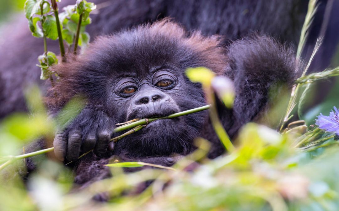 Exclusive Botswana Wilderness Safari
